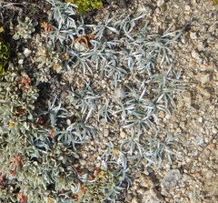 Raillardella argentea