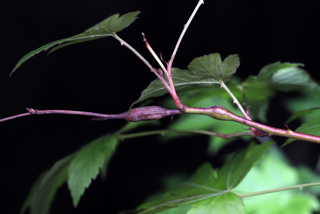 Raspberry gall midge from 中国杭州市临安区浙西大峡谷 on May 5, 2021 at 06:50 AM by ...