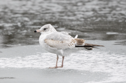 Goéland à bec cerclé (Larus delawarensis)