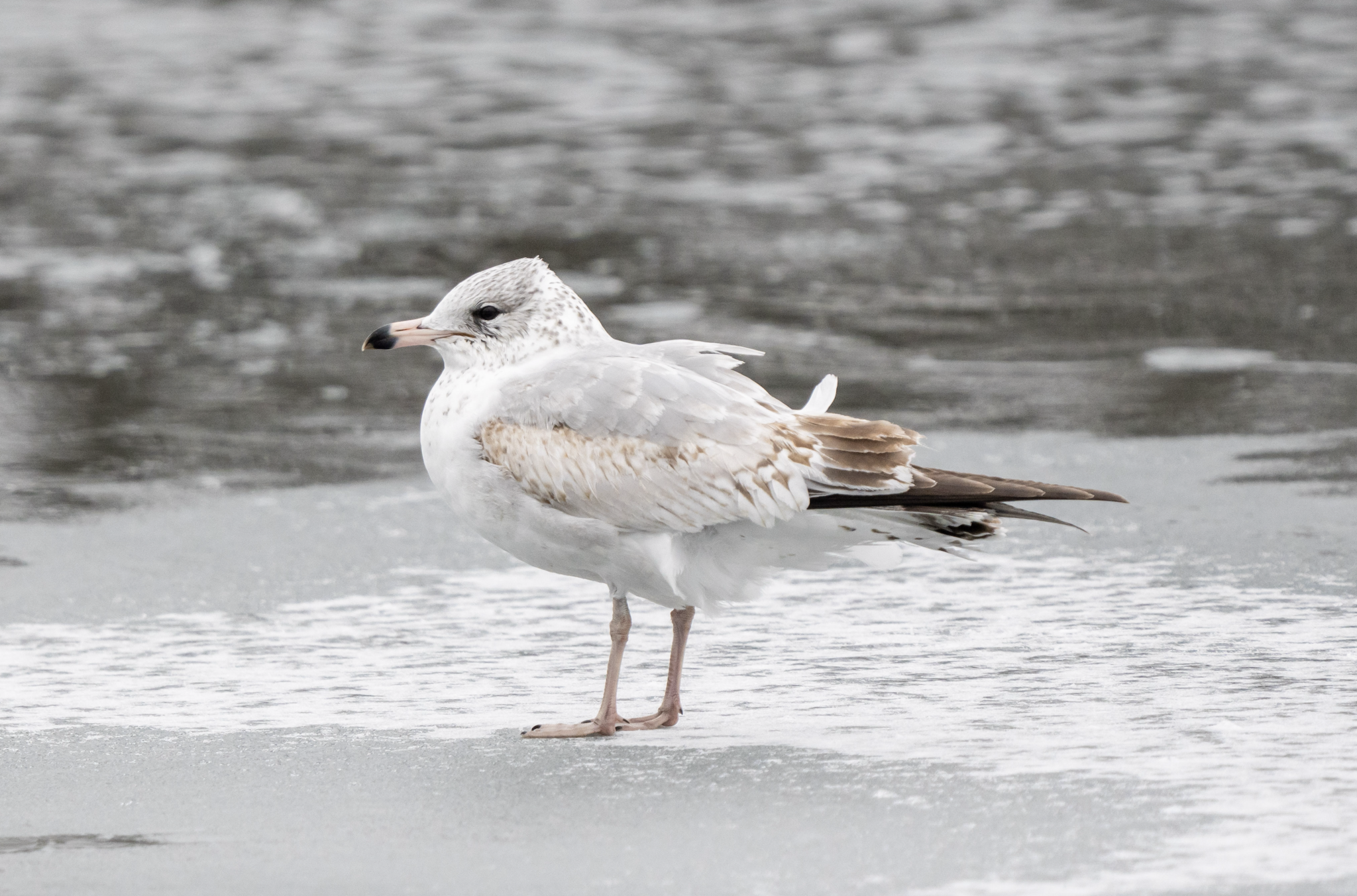 Ring-billed Gull (Larus delawarensis)