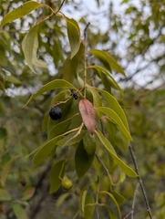 Santalum album