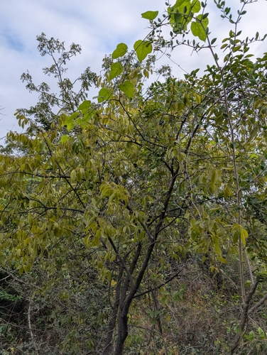 Image of Santalum album by (c) Ravuri Krishna Chaitanya, some rights reserved (CC BY)