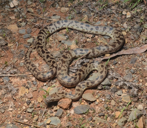 Spotted Python sighting