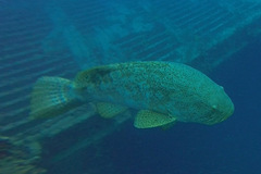 Epinephelus itajara