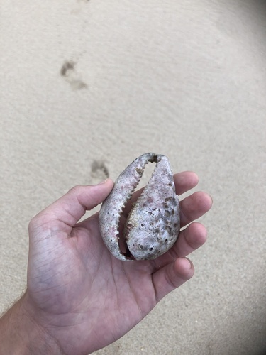 Cypraea tigris observed 2024-12-27