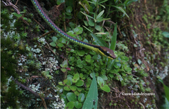 Dendrelaphis formosus