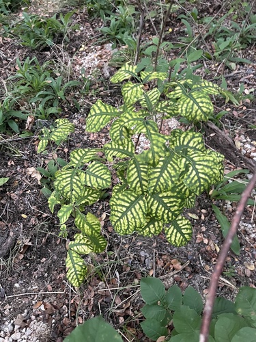Ptelea trifoliata, photographed by an iNaturalist contributor