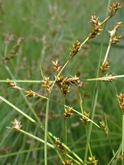 Carex laeviculmis