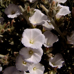 Convolvulus lanatus