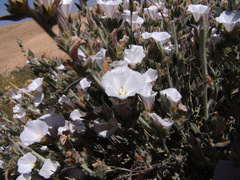 Convolvulus lanatus