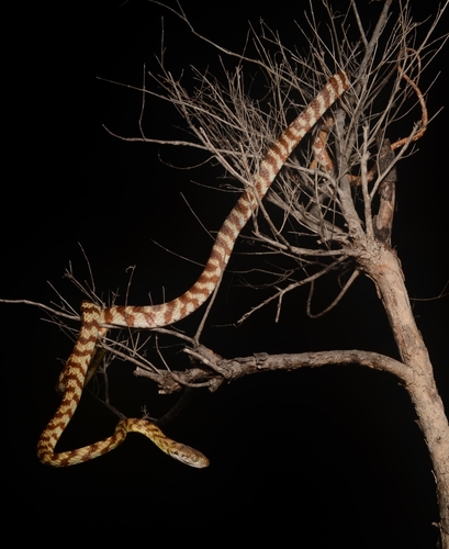 Brown Tree Snake sighting