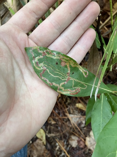 Phyllocnistis hyperpersea photo 3