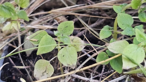 Image of Parietaria debilis by no rights reserved