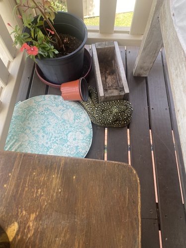 Diamond Python sighting