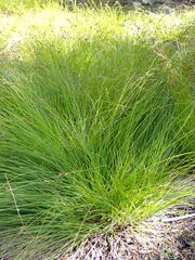 Carex laeviculmis
