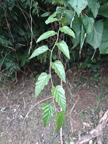 Rubus nesiotes iNat (3)
