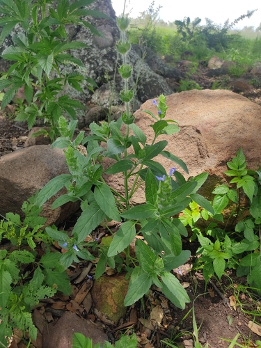 Salvia hirsuta, photograph 5