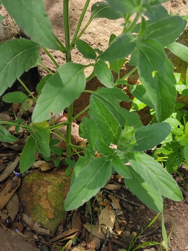 Salvia hirsuta, photograph 6