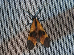 Dycladia