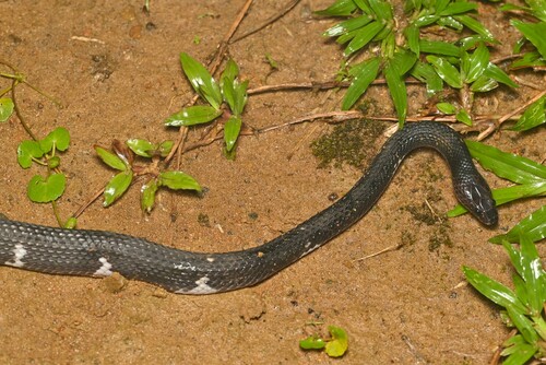 Ceylon Wolf Snake