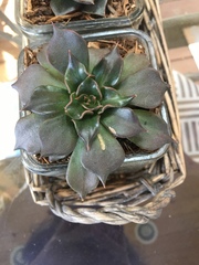Echeveria affinis