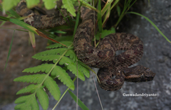 Craspedocephalus puniceus