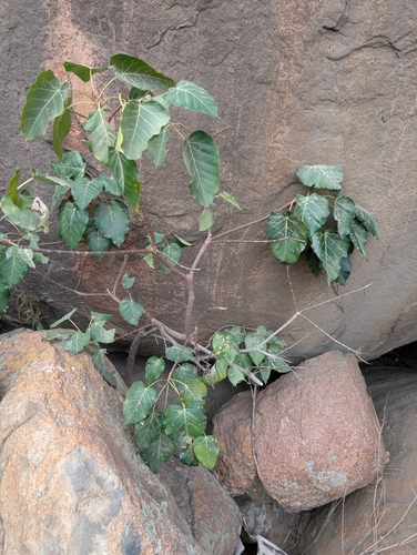 Image of Ficus arnottiana by (c) Ravuri Krishna Chaitanya, some rights reserved (CC BY)