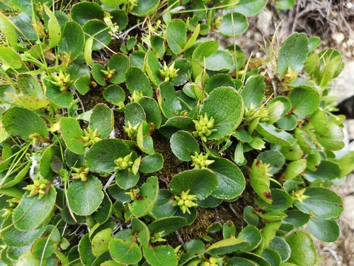 vŕba bylinná (Salix herbacea)