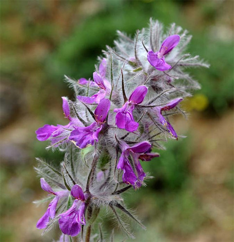 Stachys lavandulifolia