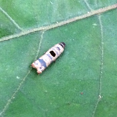Episimus transferrana