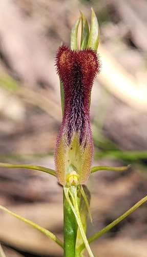 Image of Cryptostylis hunteriana by (c) Eamonn Culhane, some rights reserved (CC BY)