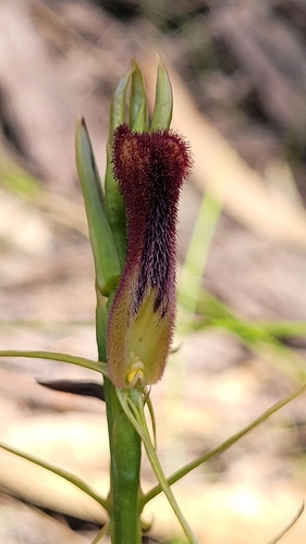 Image of Cryptostylis hunteriana by (c) Eamonn Culhane, some rights reserved (CC BY)