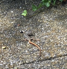 Podarcis muralis maculiventris