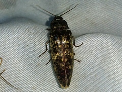 Oistus