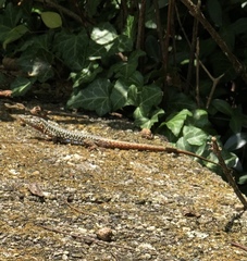 Podarcis muralis maculiventris