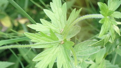 Geranium sylvaticum