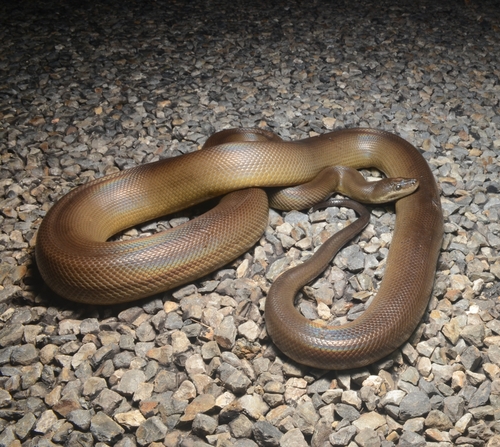 Water Python sighting