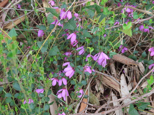 Image of Tetratheca ciliata by (c) Elspeth Swan, some rights reserved (CC BY)