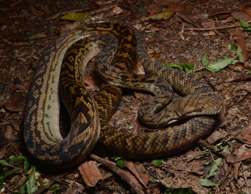 Australian Scrub Python sighting