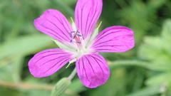 Geranium sylvaticum