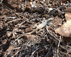 Aspidoscelis scalaris