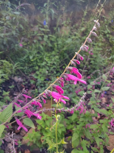 Pink Tehuacan Sage (Salvia curviflora)