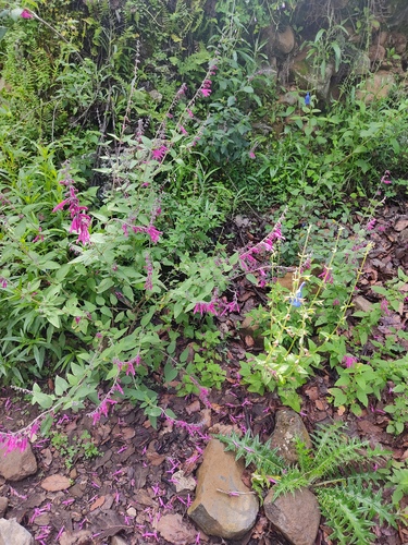 Salvia curviflora, photograph 3