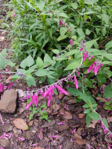 Salvia curviflora, photograph 2