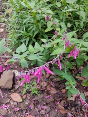 Salvia curviflora, photograph (c) Erick Vélez Sánchez, some rights reserved (CC BY)