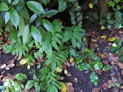 Polygonatum × hybridum