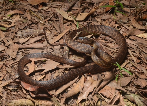 Brown Tree Snake sighting