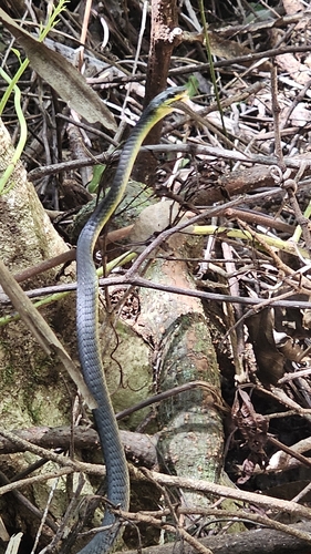 Common Tree Snake sighting