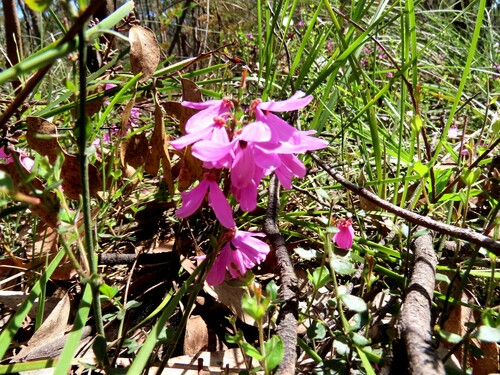 Image of Tetratheca ciliata by (c) Elspeth Swan, some rights reserved (CC BY)