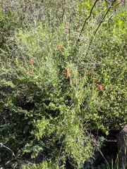 Anisacanthus linearis